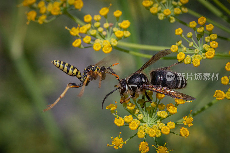 欧洲纸黄蜂和秃面黄蜂，(Polistes dominula)， (Dolichovespula maculata)， fenouil